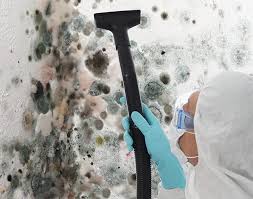 Best Basement Mold Removal  in Liberty, MO